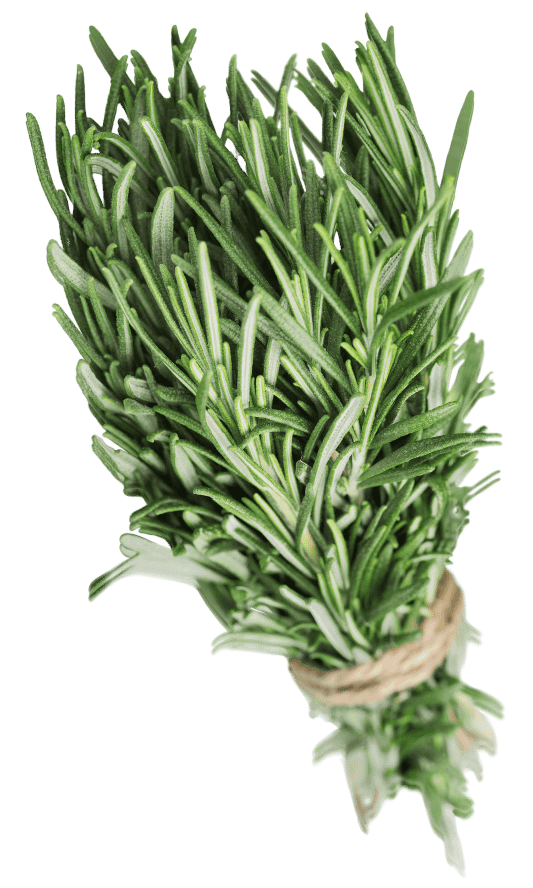The Herbal Fix rosemary 3